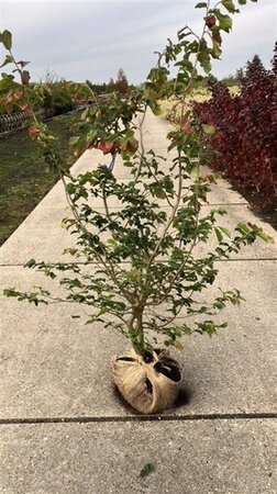 Parrotia persica 125-150 cm met kluit - afbeelding 2