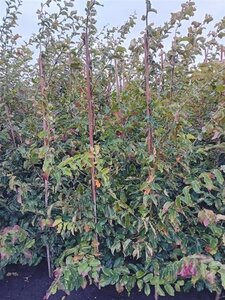 Parrotia persica 150-175 cm met kluit