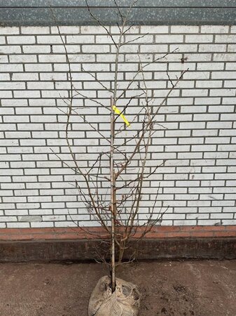 Parrotia persica 150-175 cm met kluit - afbeelding 2