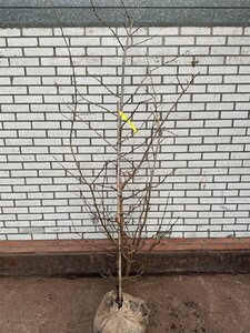 Parrotia persica 150-175 cm met kluit - afbeelding 2
