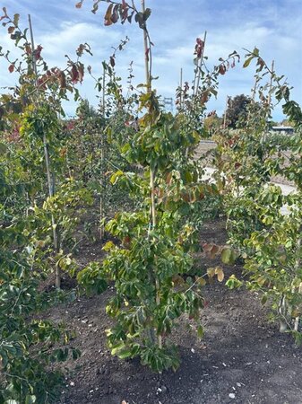 Parrotia persica 150-175 cm met kluit - afbeelding 3
