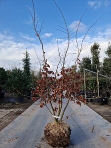 Parrotia persica 175-200 cm draadkluit meerstammig - afbeelding 4