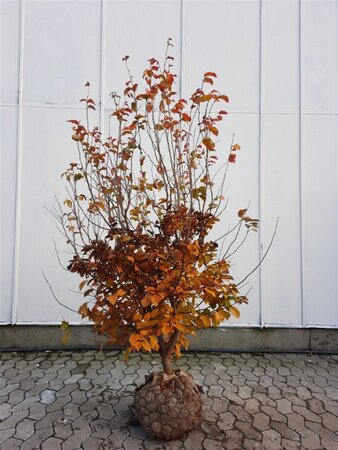 Parrotia persica 175-200 cm draadkluit meerstammig - afbeelding 4