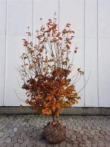 Parrotia persica 175-200 cm draadkluit meerstammig - afbeelding 4