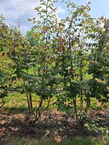 Parrotia persica 175-200 cm draadkluit meerstammig