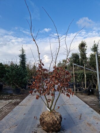 Parrotia persica 175-200 cm draadkluit meerstammig - afbeelding 5