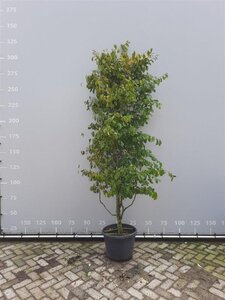 Parrotia persica 200-225 cm draadkluit meerstammig - afbeelding 4
