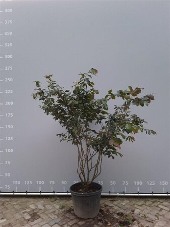 Parrotia persica 200-225 cm draadkluit meerstammig - afbeelding 5