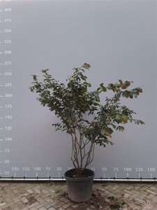 Parrotia persica 200-225 cm draadkluit meerstammig - afbeelding 5