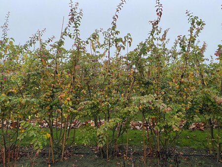 Parrotia persica 200-225 cm draadkluit meerstammig - afbeelding 3