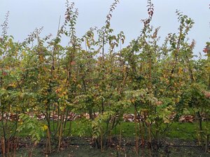 Parrotia persica 200-225 cm draadkluit meerstammig - afbeelding 3