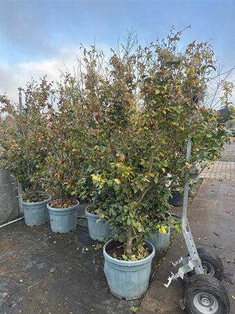 Parrotia persica 200-250 cm container meerstammig - afbeelding 1