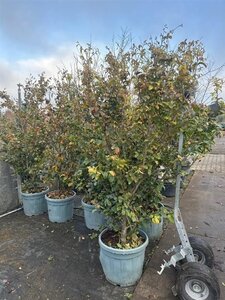 Parrotia persica 200-250 cm container meerstammig