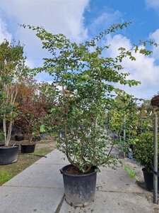 Parrotia persica 200-250 cm container meerstammig - afbeelding 8
