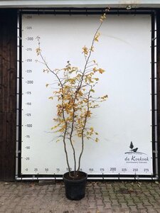 Parrotia persica 200-250 cm container meerstammig - afbeelding 9