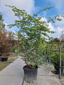 Parrotia persica 200-250 cm container meerstammig - afbeelding 4