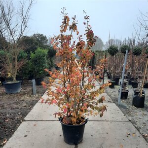Parrotia persica 200-250 cm container meerstammig - afbeelding 6