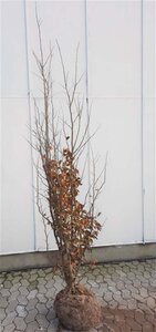 Parrotia persica 200-250 cm container meerstammig - afbeelding 7