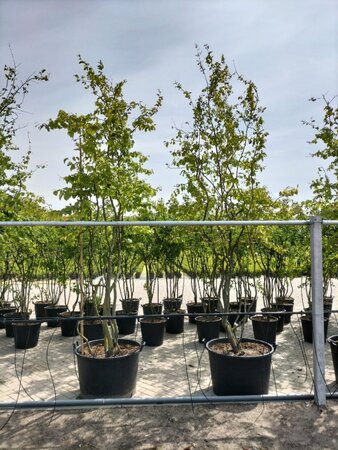 Parrotia persica 300-350 cm draadkluit meerstammig - afbeelding 3