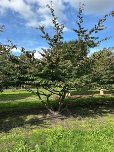Parrotia persica 300-350 cm draadkluit meerstammig - afbeelding 5