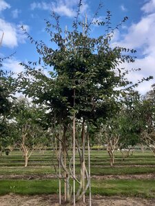 Parrotia persica 300-350 cm draadkluit meerstammig - afbeelding 5