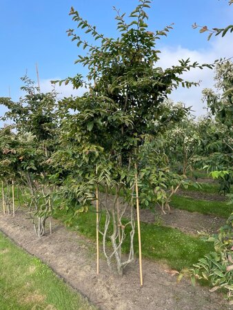 Parrotia persica 300-350 cm draadkluit meerstammig - afbeelding 6