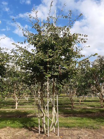 Parrotia persica 300-350 cm WRB multi-stem - image 2