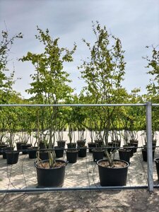 Parrotia persica 300-350 cm WRB multi-stem - image 3