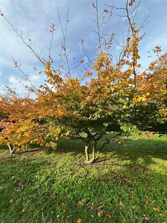 Parrotia persica 300-350 cm WRB multi-stem - image 2