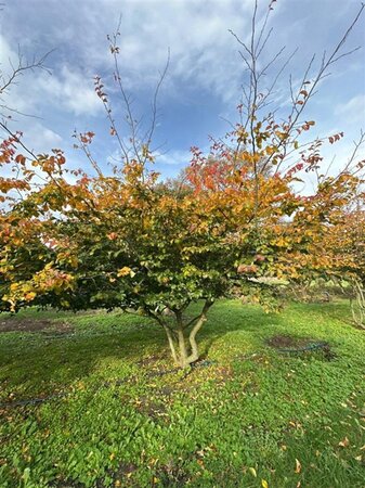 Parrotia persica 350-400 cm draadkluit meerstammig - afbeelding 5