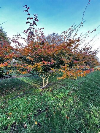 Parrotia persica 350-400 cm draadkluit meerstammig - afbeelding 1