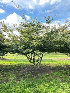 Parrotia persica 350-400 cm draadkluit meerstammig - afbeelding 10