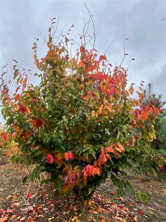 Parrotia persica 350-400 cm draadkluit meerstammig - afbeelding 2