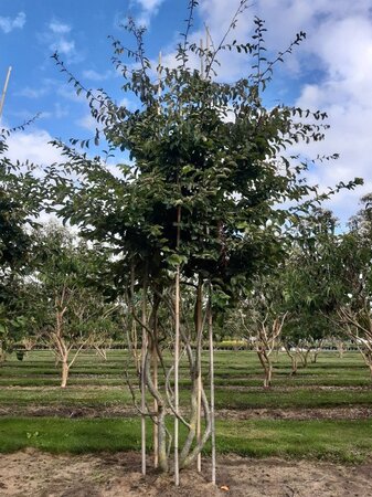 Parrotia persica 350-400 cm draadkluit meerstammig - afbeelding 1