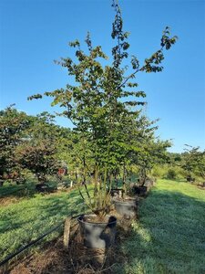 Parrotia persica 350-400 cm draadkluit meerstammig - afbeelding 4