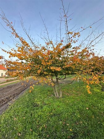 Parrotia persica 350-400 cm draadkluit meerstammig - afbeelding 3