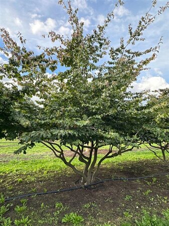 Parrotia persica 350-400 cm WRB multi-stem - image 2