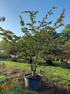 Parrotia persica 350-400 cm WRB multi-stem - image 9