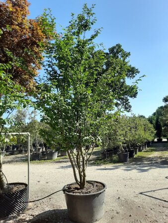 Parrotia persica 350-400 cm WRB multi-stem