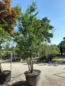 Parrotia persica 350-400 cm WRB multi-stem