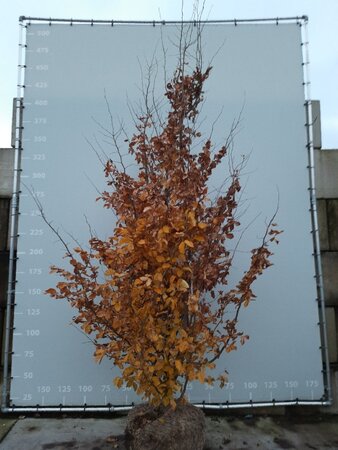 Parrotia persica 350-400 cm WRB multi-stem - image 1