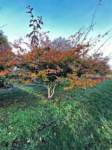 Parrotia persica 350-400 cm WRB multi-stem