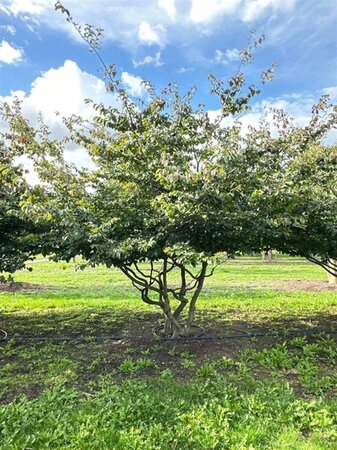Parrotia persica 350-400 cm WRB multi-stem - image 10
