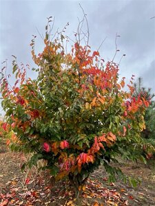 Parrotia persica 350-400 cm WRB multi-stem - image 2
