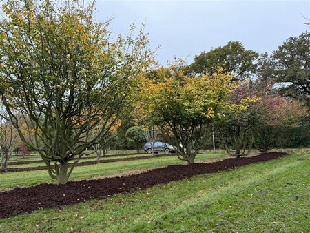 Parrotia persica 600-700 cm draadkluit meerstammig - afbeelding 2