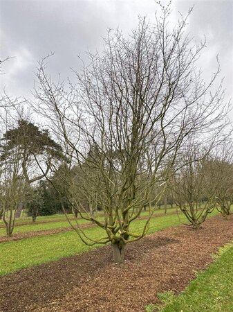 Parrotia persica 600-700 cm draadkluit meerstammig - afbeelding 3
