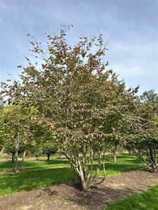 Parrotia persica 600-700 cm draadkluit meerstammig - afbeelding 4