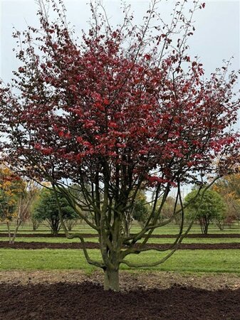 Parrotia persica 600-700 cm draadkluit meerstammig - afbeelding 5