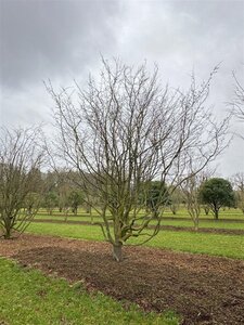 Parrotia persica 600-700 cm draadkluit meerstammig - afbeelding 6