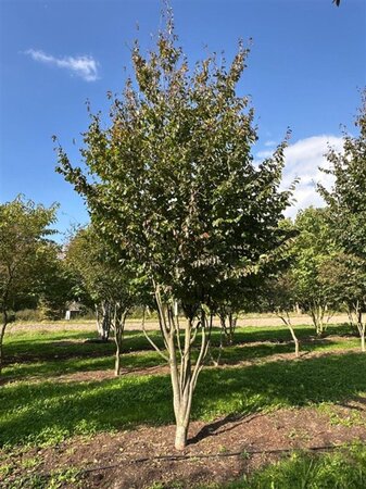 Parrotia persica 600-700 cm WRB multi-stem - image 2